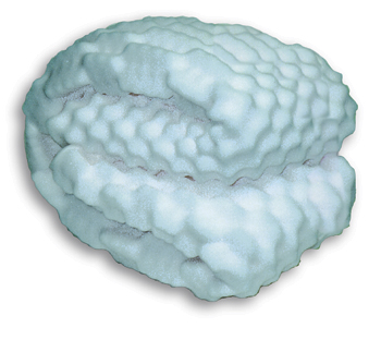 TWIN SIZE FOAM BED PAD